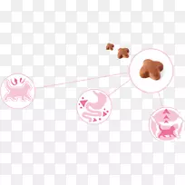 耳动物耳-空若网 耳动物耳-空若网