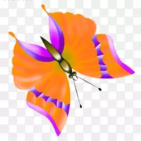 帝王蝴蝶昆虫画夹艺术-蝴蝶-空若网 帝王蝴蝶昆虫画夹艺术-蝴蝶-空若网