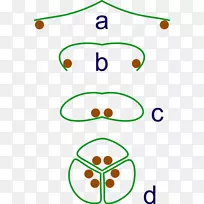 植物的开花进化历史-花-空若网 植物的开花进化历史-花-空若网