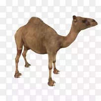 陆生动物鼻子-罗达巨兽-空若网 陆生动物鼻子-罗达巨兽-空若网