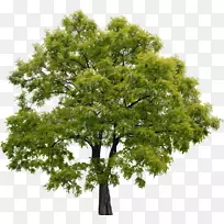 AdobePhotoshopԪ��adobeϵͳ��Ⱦ-��-������