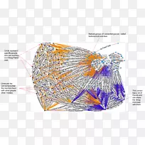 线点有机体-线-空若网 线点有机体-线-空若网