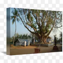 石松木-空若网 石松木-空若网