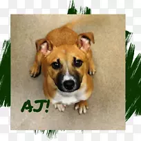 犬种鼻犬-空若网 犬种鼻犬-空若网