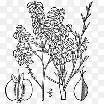 嫩枝花卉设计开花植物茎叶-空若网 嫩枝花卉设计开花植物茎叶-空若网