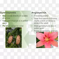 开花植物配子体-空若网 开花植物配子体-空若网