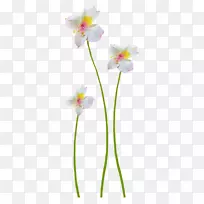 花卉设计-花卉装饰图片-空若网 花卉设计-花卉装饰图片-空若网