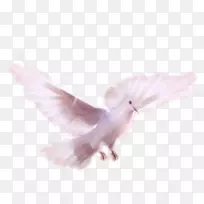 羽毛动物群喙羽毛-空若网 羽毛动物群喙羽毛-空若网