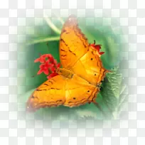 �����������������ֽ-����-������