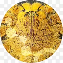 ×ÔÈ»À¥³æÃÀÈݽø»¯µÄÊìÁ·¹¤ÈË-ÎÒ²»ÖªµÀ´ÓÕâÀïÎÒҪȥÄÄÀµ«ÎÒ-¿ÕÈôÍø ×ÔÈ»À¥³æÃÀÈݽø»¯µÄÊìÁ·¹¤ÈË-ÎÒ²»ÖªµÀ´ÓÕâÀïÎÒҪȥÄÄÀµ«ÎÒ-¿ÕÈôÍø