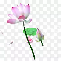 莲藕鱼-空若网 莲藕鱼-空若网