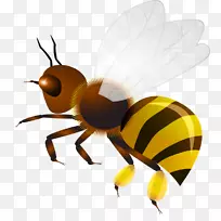 昆虫黄蜂剪贴画昆虫-空若网 昆虫黄蜂剪贴画昆虫-空若网
