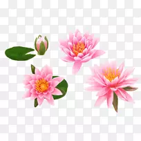 埃及莲花高清电视桌面壁纸百合花高清视频彩色手绘莲花-空若网 埃及莲花高清电视桌面壁纸百合花高清视频彩色手绘莲花-空若网