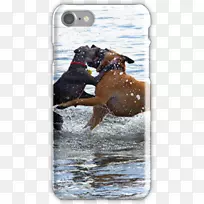 狗群鼻尾狗-空若网 狗群鼻尾狗-空若网