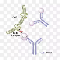 贝伐单抗药物阿达利莫单抗治疗特发性肺纤维化-空若网 贝伐单抗药物阿达利莫单抗治疗特发性肺纤维化-空若网