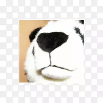 鼻毛爪子-金色撤退者-空若网 鼻毛爪子-金色撤退者-空若网