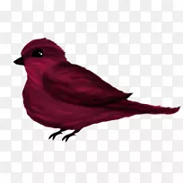 喙羽红-空若网 喙羽红-空若网