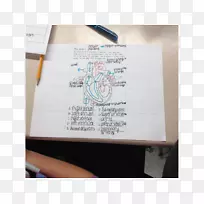 生物细胞科学生命人体科学-空若网 生物细胞科学生命人体科学-空若网