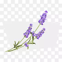 英国薰衣草花-空若网 英国薰衣草花-空若网