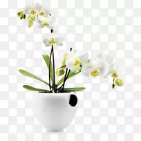 兰花植物花盆浇水罐-植物-空若网 兰花植物花盆浇水罐-植物-空若网