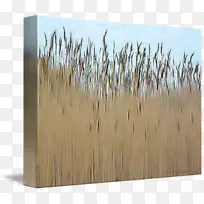 ľ��Ⱦɫ��/m/083 vt��-ľ��-������