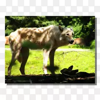 野生动物灰狼动物鼻子陆生动物林地公园动物园-空若网 野生动物灰狼动物鼻子陆生动物林地公园动物园-空若网