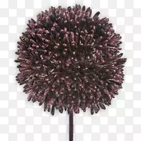 树-树-空若网 树-树-空若网