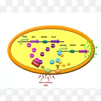 ϸ����������������ͨϸ��-������