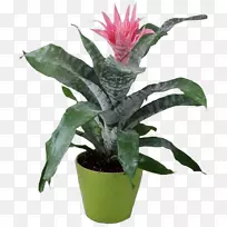 ����ֲ��Ҷֲ��-������