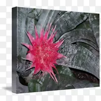 ����ֲ��-������