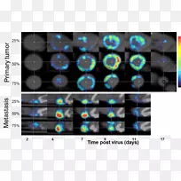 单光子发射计算机断层扫描临床前成像-梅奥诊所-空若网 单光子发射计算机断层扫描临床前成像-梅奥诊所-空若网