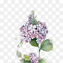 绣球水彩画花水彩画-空若网 绣球水彩画花水彩画-空若网