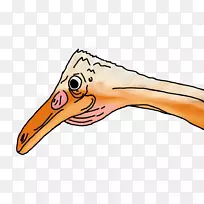 鸟喙鸟翅膀羽毛剪贴画-鸟-空若网 鸟喙鸟翅膀羽毛剪贴画-鸟-空若网