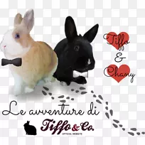 家兔科罗拉多犬鼻子家犬-空若网 家兔科罗拉多犬鼻子家犬-空若网