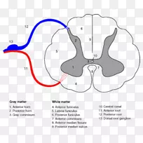 脊髓延髓前脊动脉椎管中枢神经系统-脑-空若网 脊髓延髓前脊动脉椎管中枢神经系统-脑-空若网