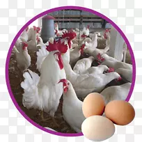 鸡禽埃及农业价格-鸡-空若网 鸡禽埃及农业价格-鸡-空若网