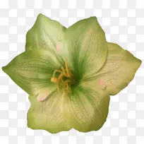 花绿漆绿花-空若网 花绿漆绿花-空若网