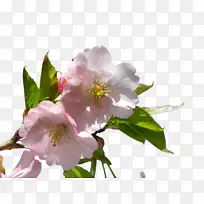 杏花-空若网 杏花-空若网