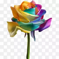 彩虹玫瑰花园玫瑰花-空若网 彩虹玫瑰花园玫瑰花-空若网