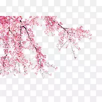 开粉红色的花-空若网 开粉红色的花-空若网