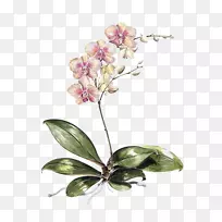 �ɶ�������ֲ��ѧ��ͼˮ�ʻ�-������