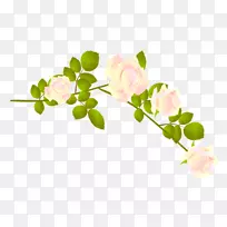 花瓣-绿花-空若网 花瓣-绿花-空若网