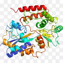 �����߶����������-������