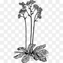 花卉设计、切花、开花植物单色设计-空若网 花卉设计、切花、开花植物单色设计-空若网