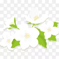 茉莉花--白色花-空若网 茉莉花--白色花-空若网