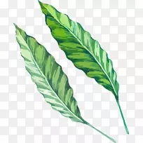 叶水彩画绿叶-空若网 叶水彩画绿叶-空若网