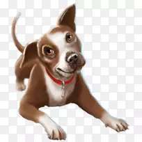 犬种小狗伴犬鼻子-小狗-空若网 犬种小狗伴犬鼻子-小狗-空若网