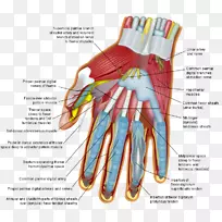 手腕、腕骨、人体手指-手-空若网 手腕、腕骨、人体手指-手-空若网