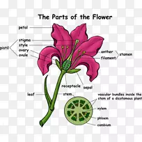 ����ֲ�ﳬ�����л�-������