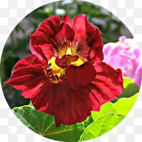 攀枝花一年生草本植物-夜间开花仙人掌-空若网 攀枝花一年生草本植物-夜间开花仙人掌-空若网